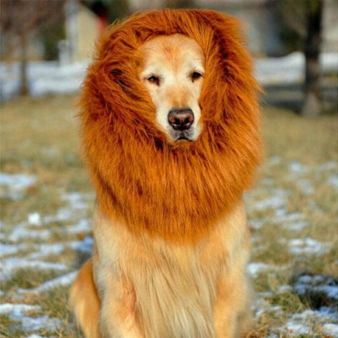 Regal King's Mane For Majestic Mutts